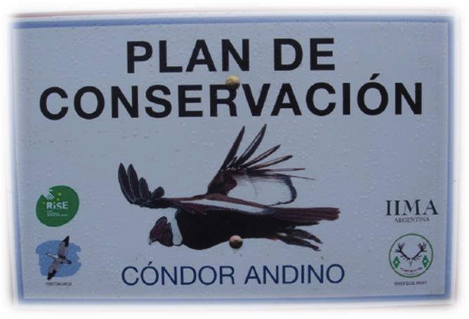 condor andino